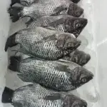 Tilapia Whole Fish 1kg